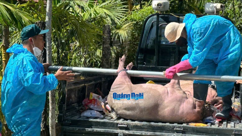 Dịch tả heo Châu Phi bùng phát trở lại