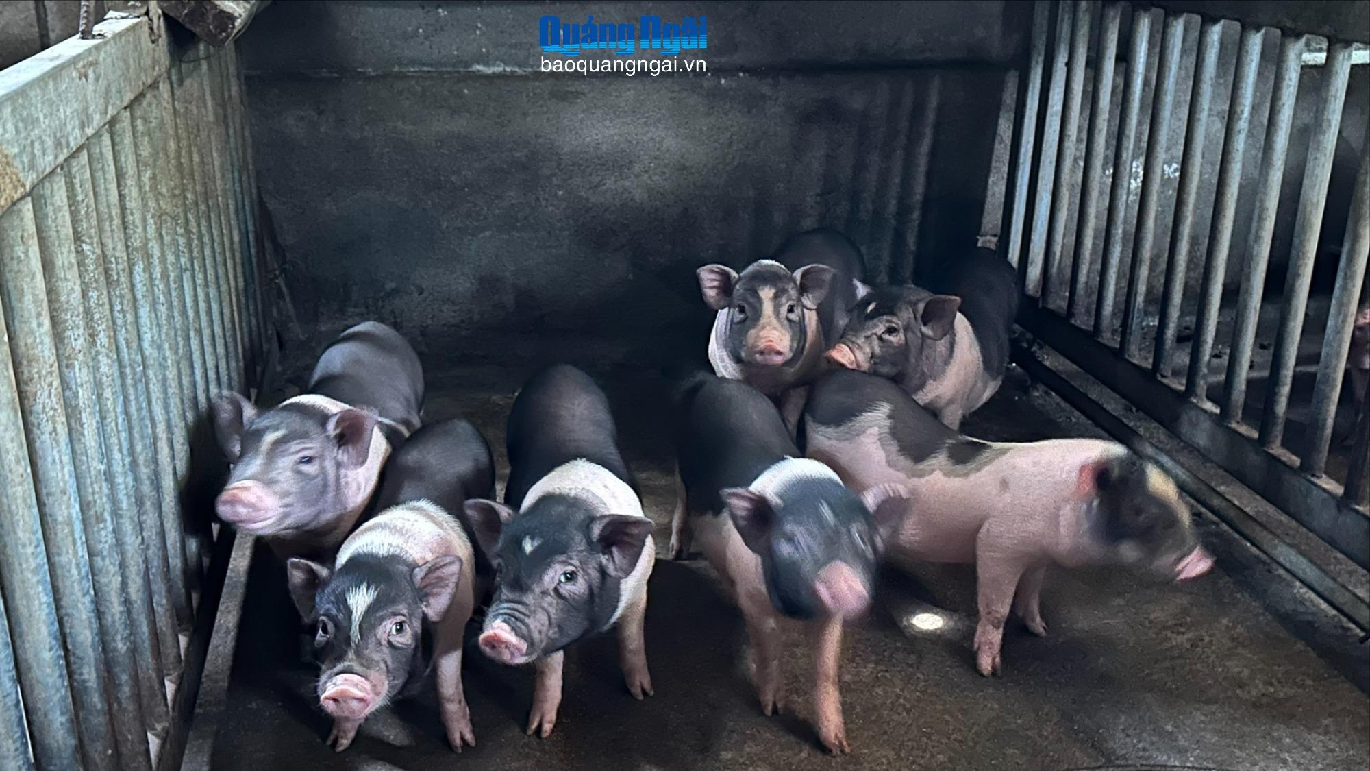 Cẩn trọng tái đàn sau dịch tả heo Châu Phi