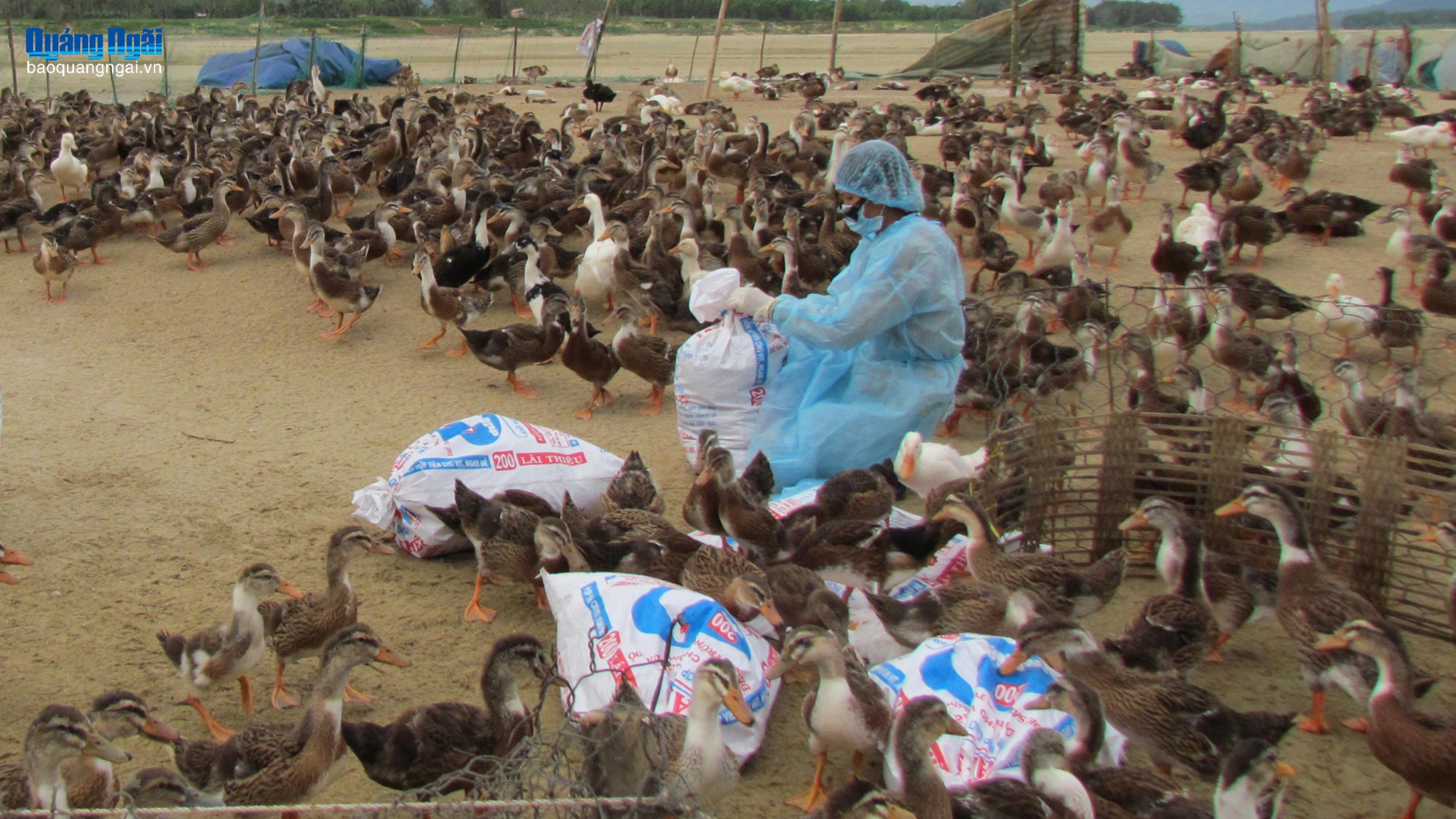 Xuất hiện dịch cúm gia cầm H5N1 tại xã Sơn Tịnh