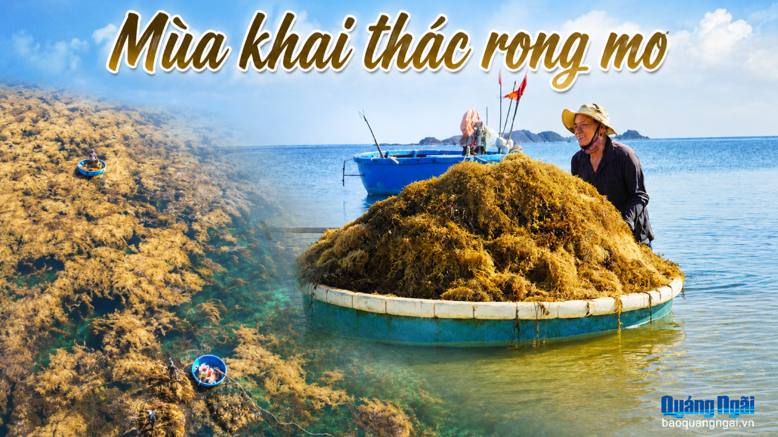 [Ảnh]. Mùa khai thác rong mơ