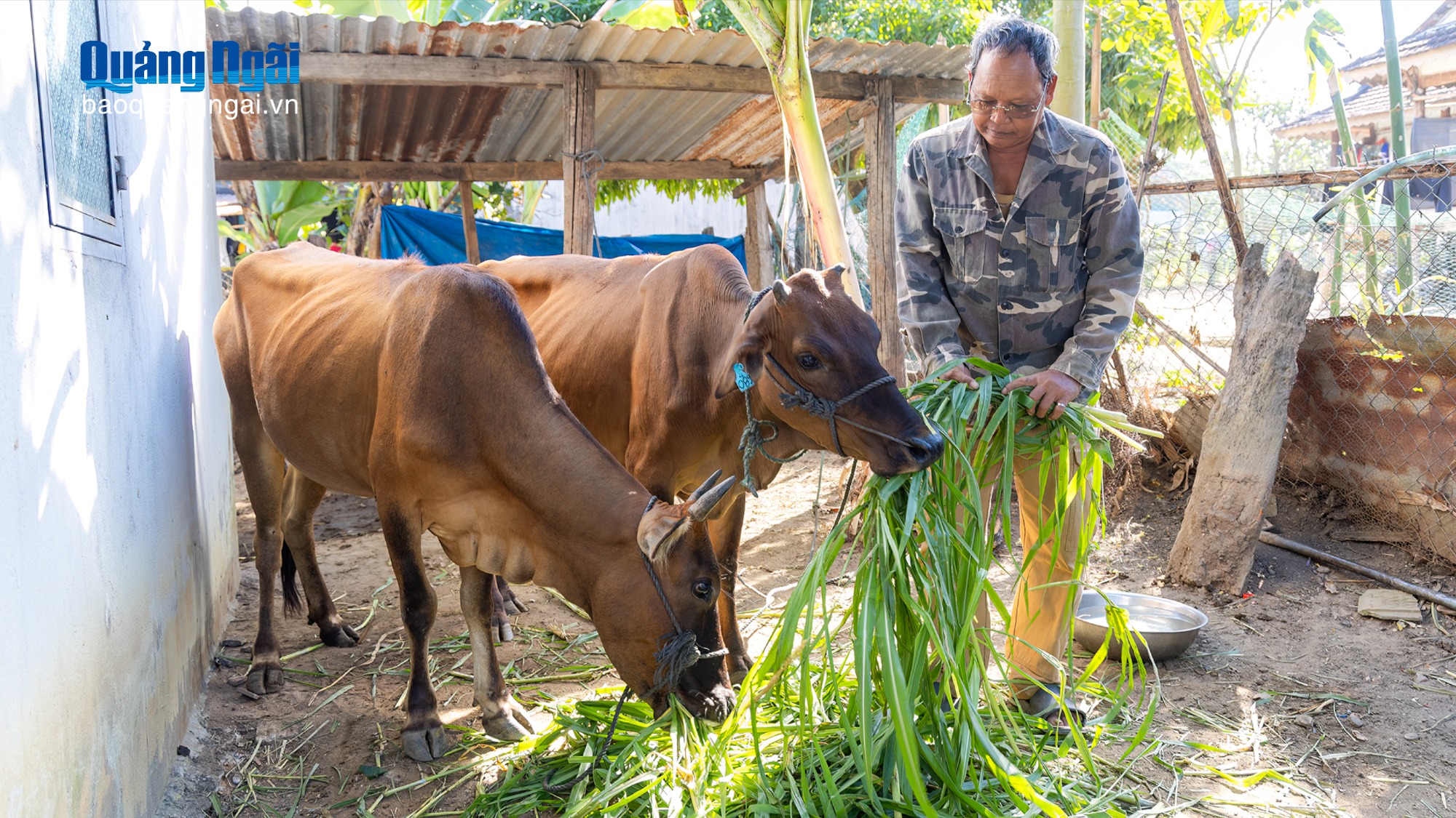 Hỗ trợ bò giống sinh sản, tạo động lực thoát nghèo ở Ya Ly