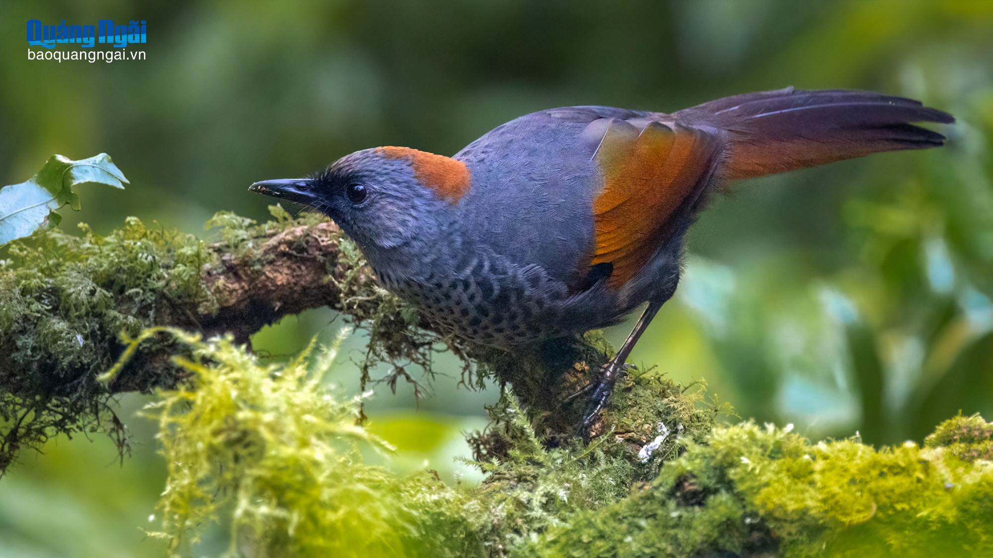 “Báu vật biết bay” nơi đại ngàn Ngọc Linh