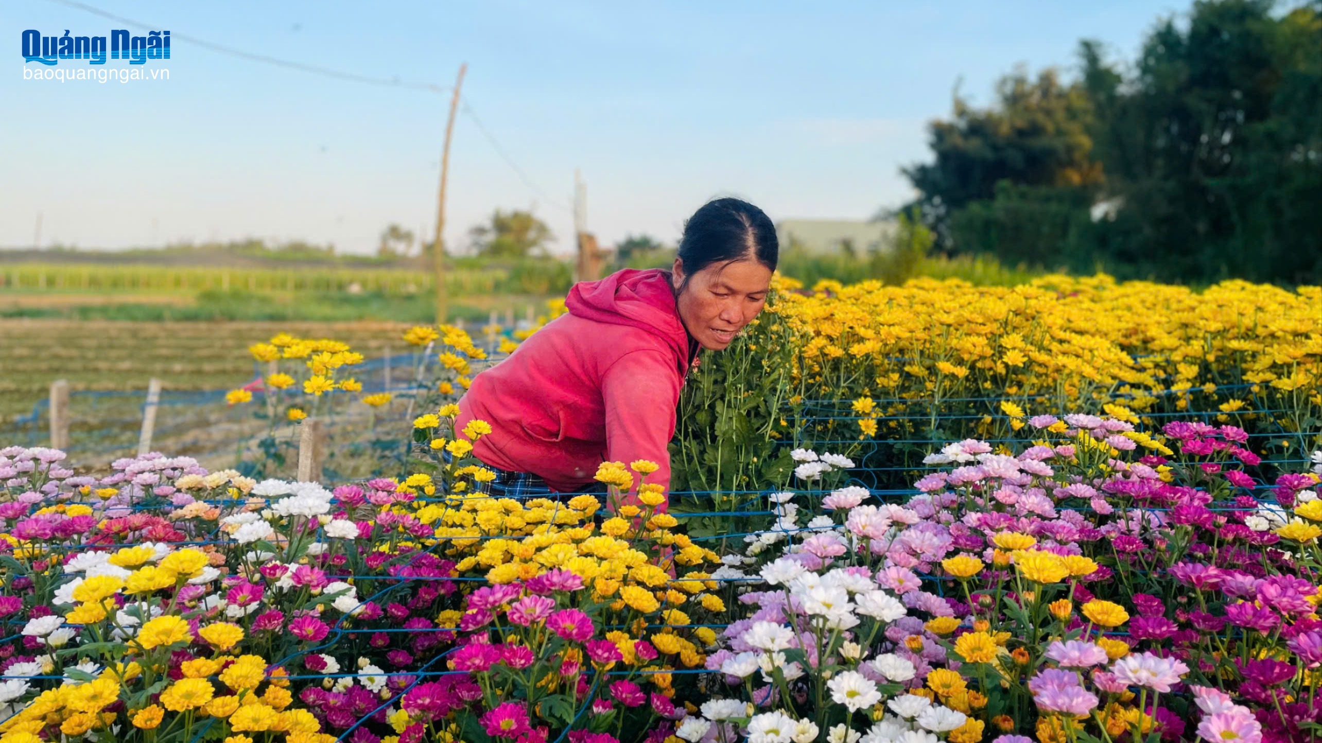 [Ảnh]. Hoa cúc bảy màu “cháy hàng” dịp Tết