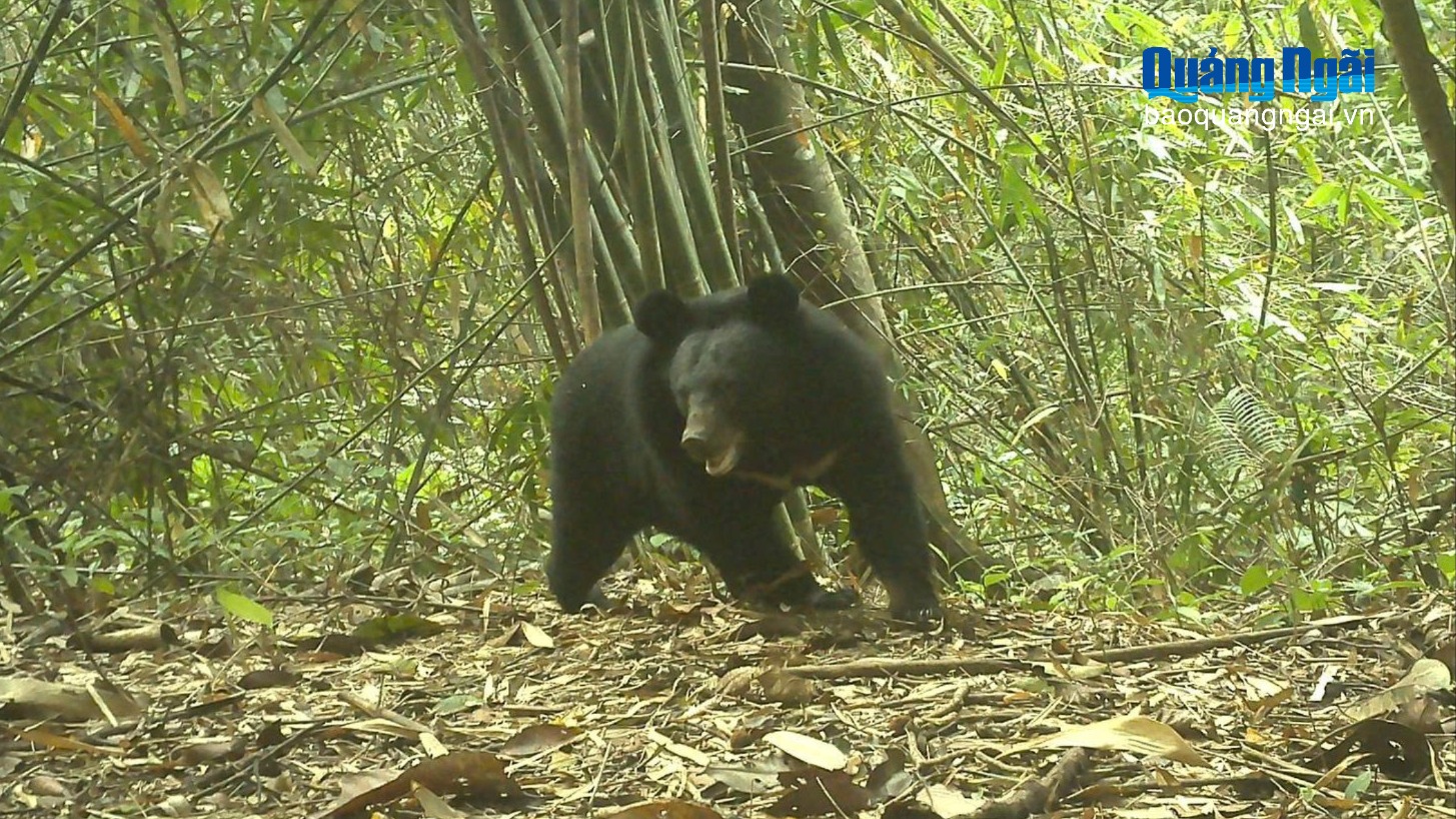 Tiếp tục phát hiện động vật quý hiếm ở Vườn Quốc gia Chư Mom Ray