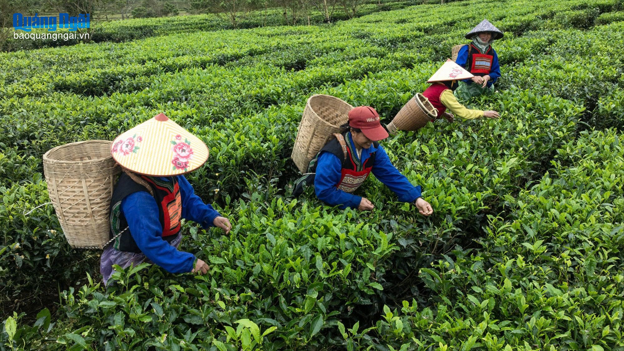 Cây chè mở lối ấm no