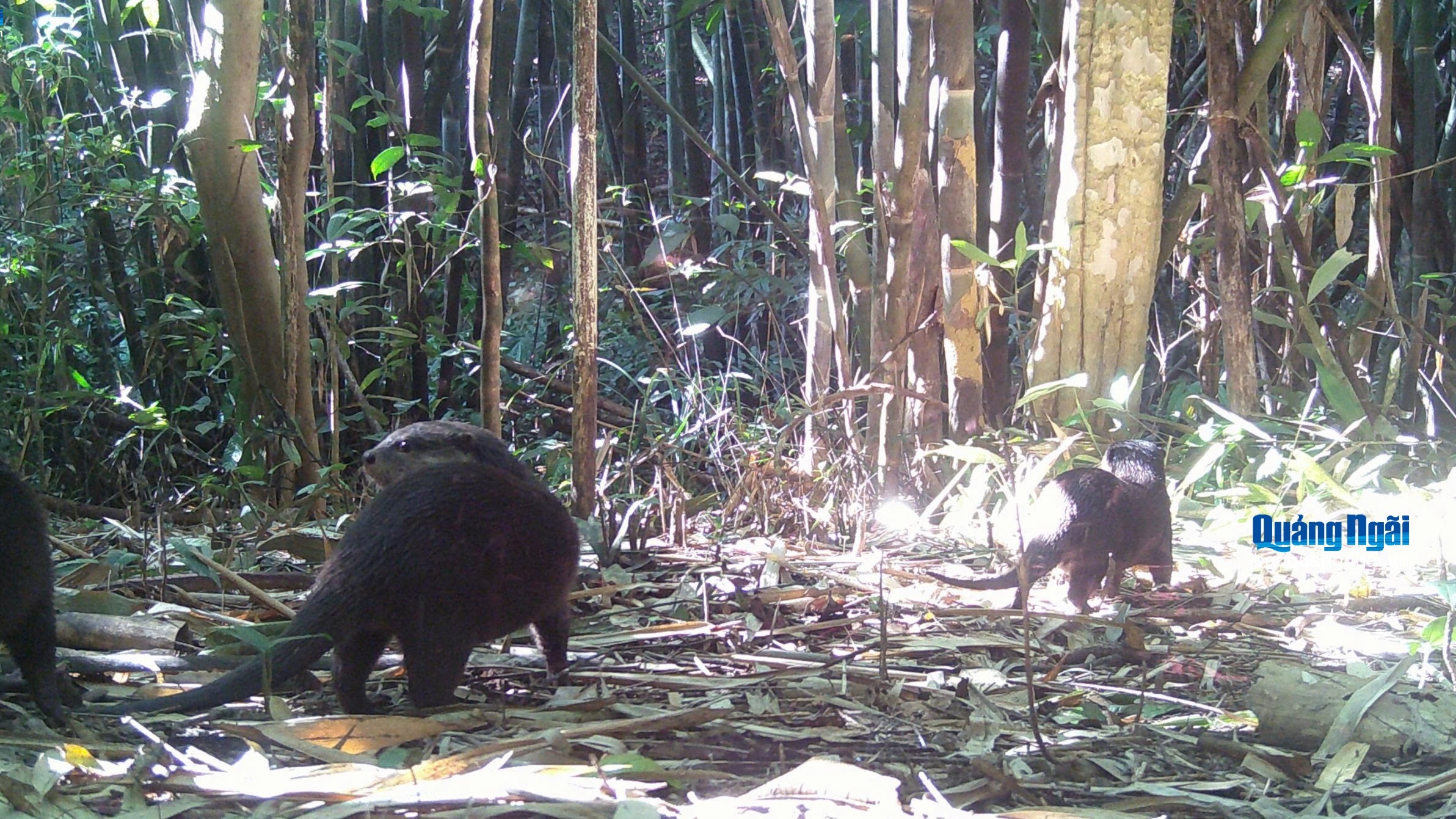 Lần đầu phát hiện rái cá và chim hồng hoàng tại VQG Chư Mom Ray