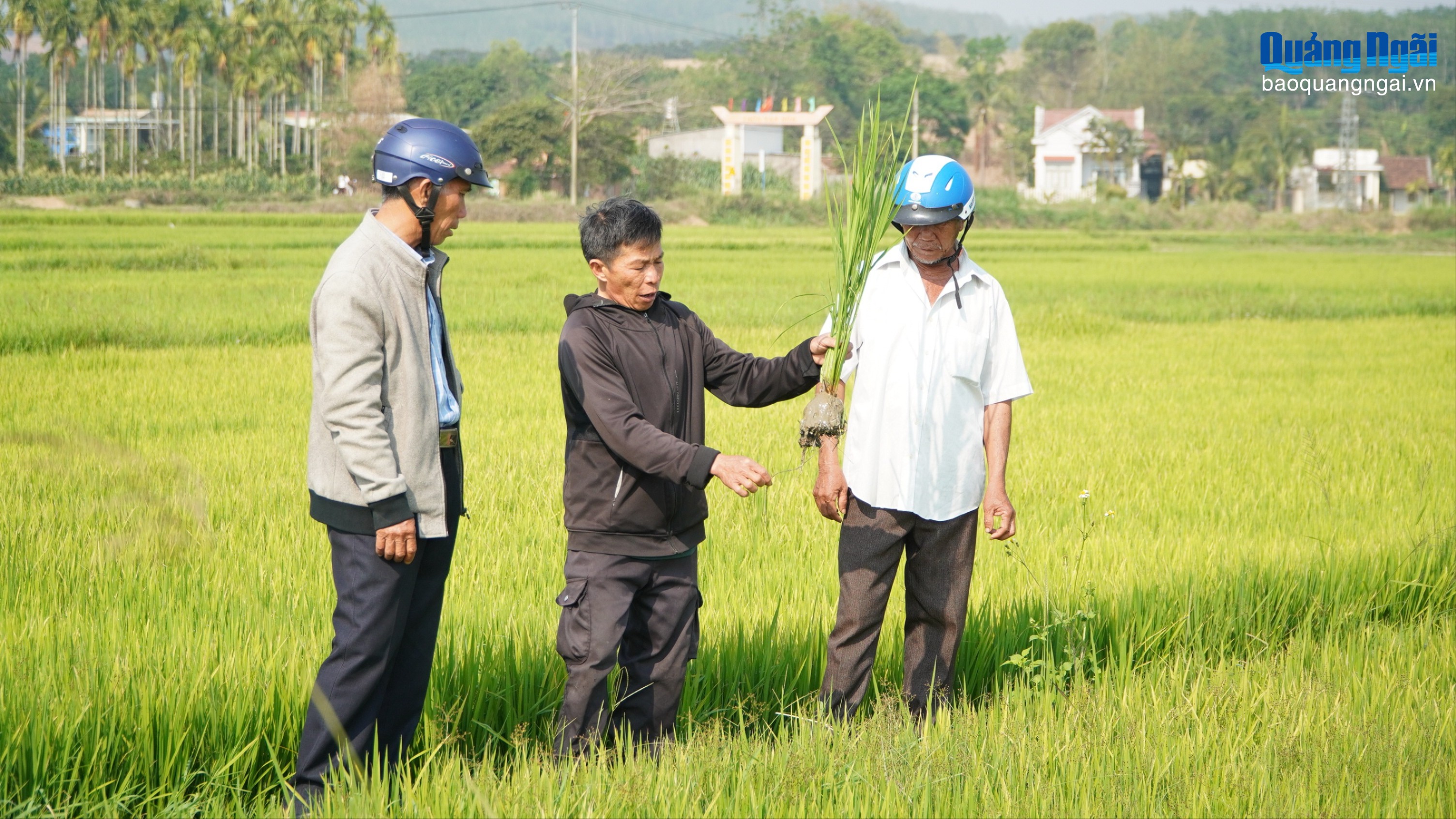 Chủ động chống hạn, bảo đảm sản xuất