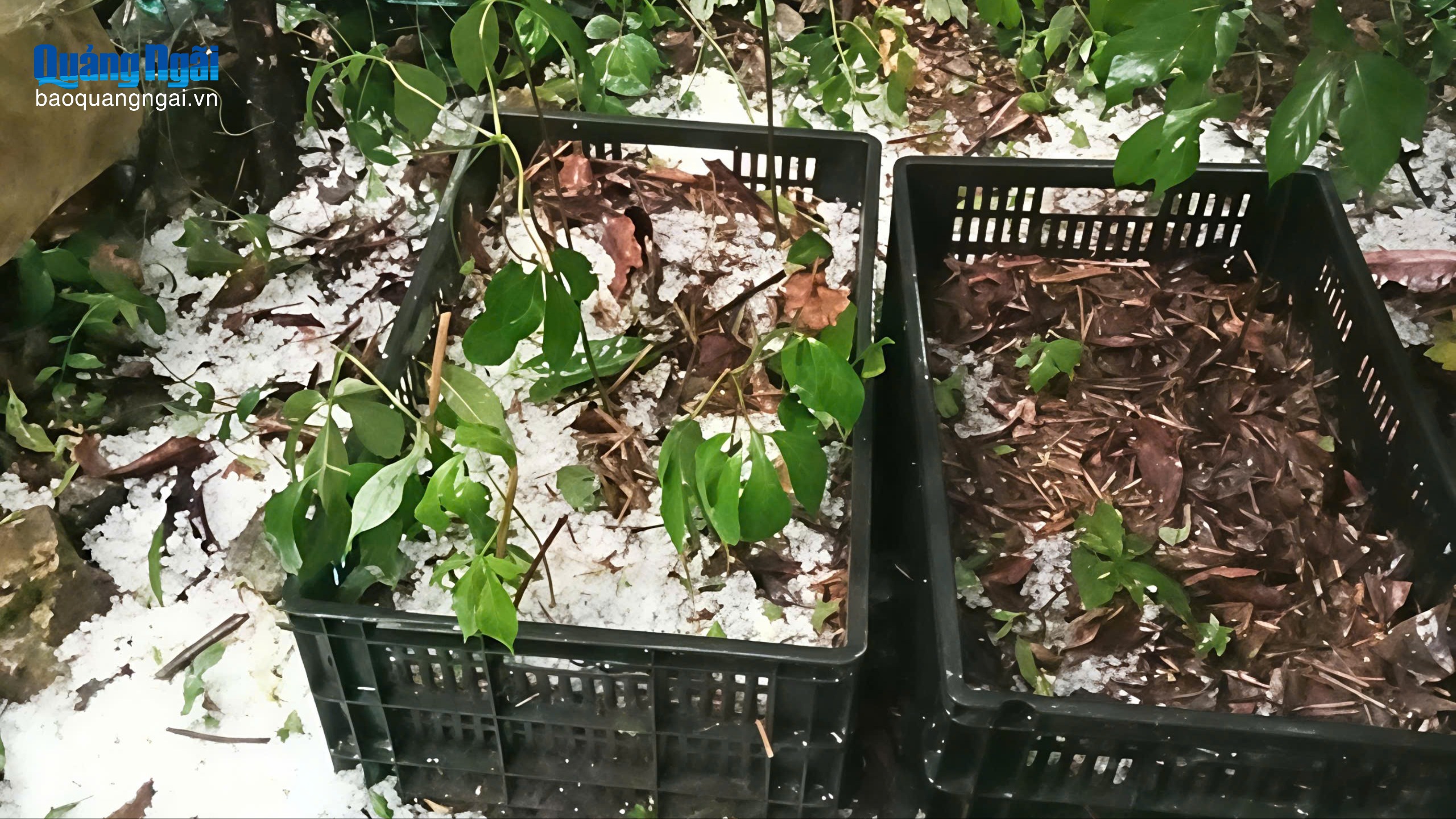 Mưa đá gây thiệt hại lớn ở vườn sâm Ngọc Linh