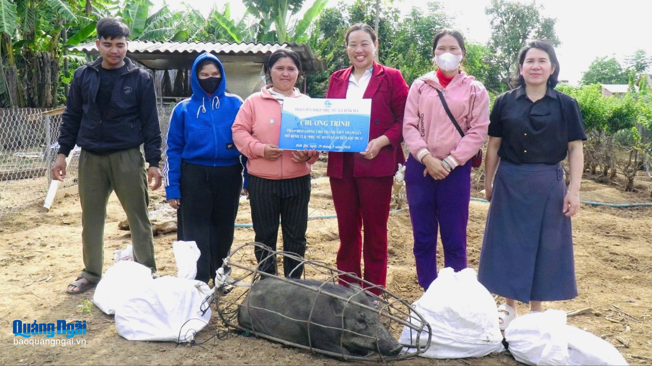 Phụ nữ tham gia tổ liên kết nuôi heo sọc dưa