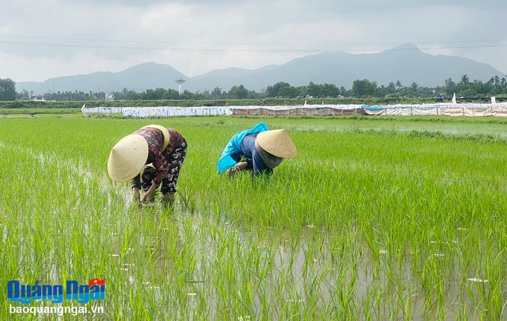 Tập trung chăm sóc lúa đông xuân