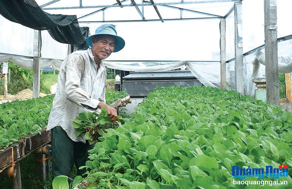 Làm “nhà sàn” cho rau