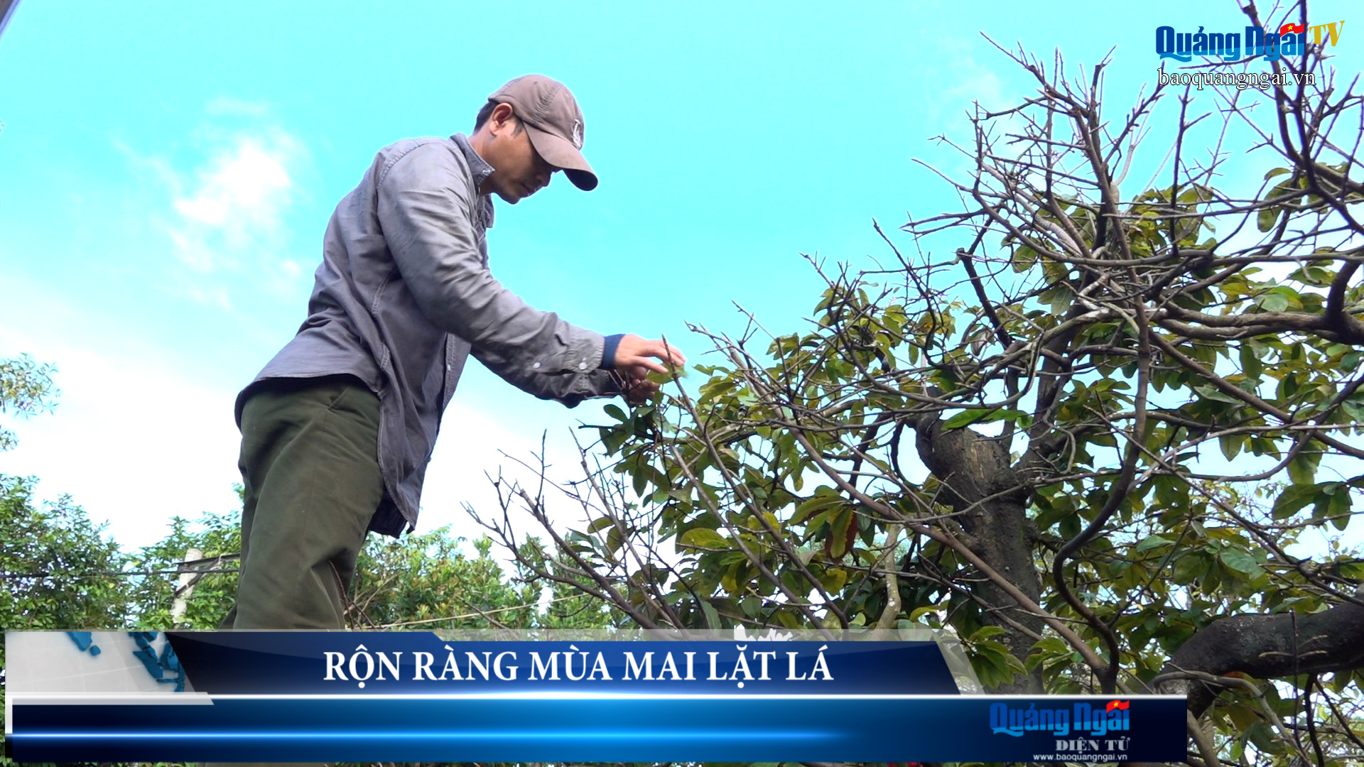 Video: Rộn ràng mùa lặt lá mai