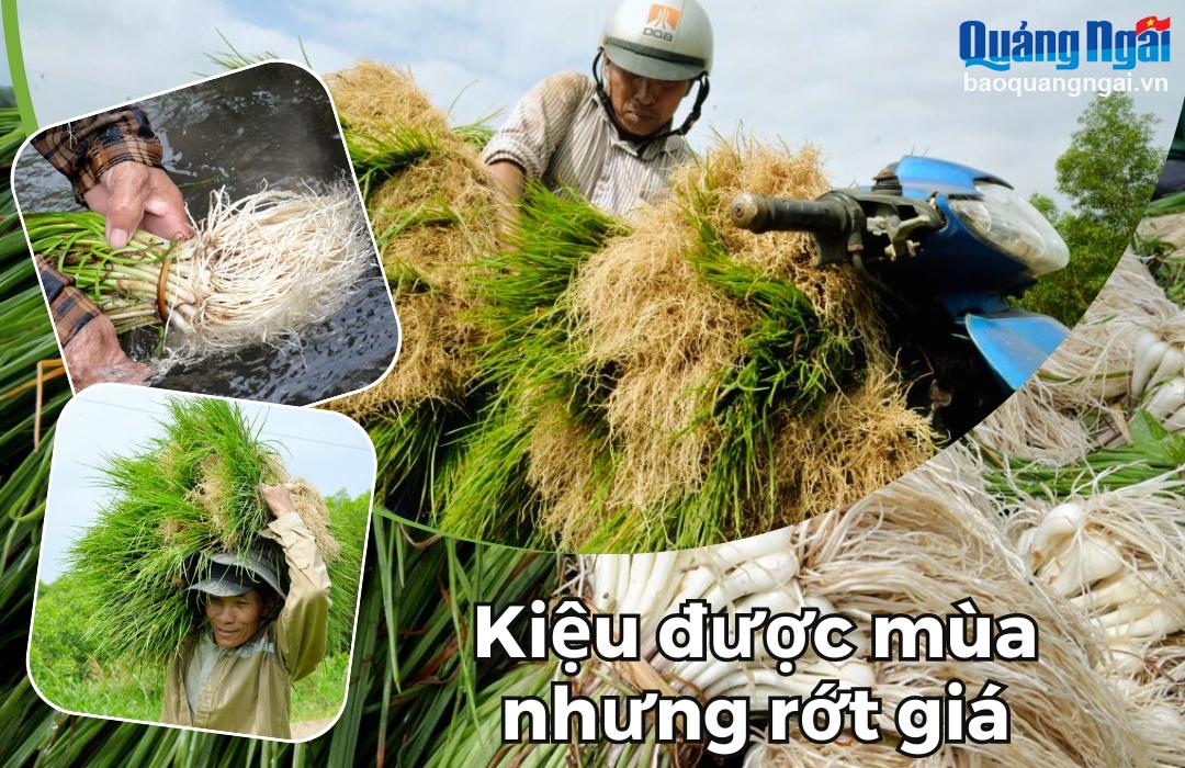 Kiệu được mùa nhưng rớt giá