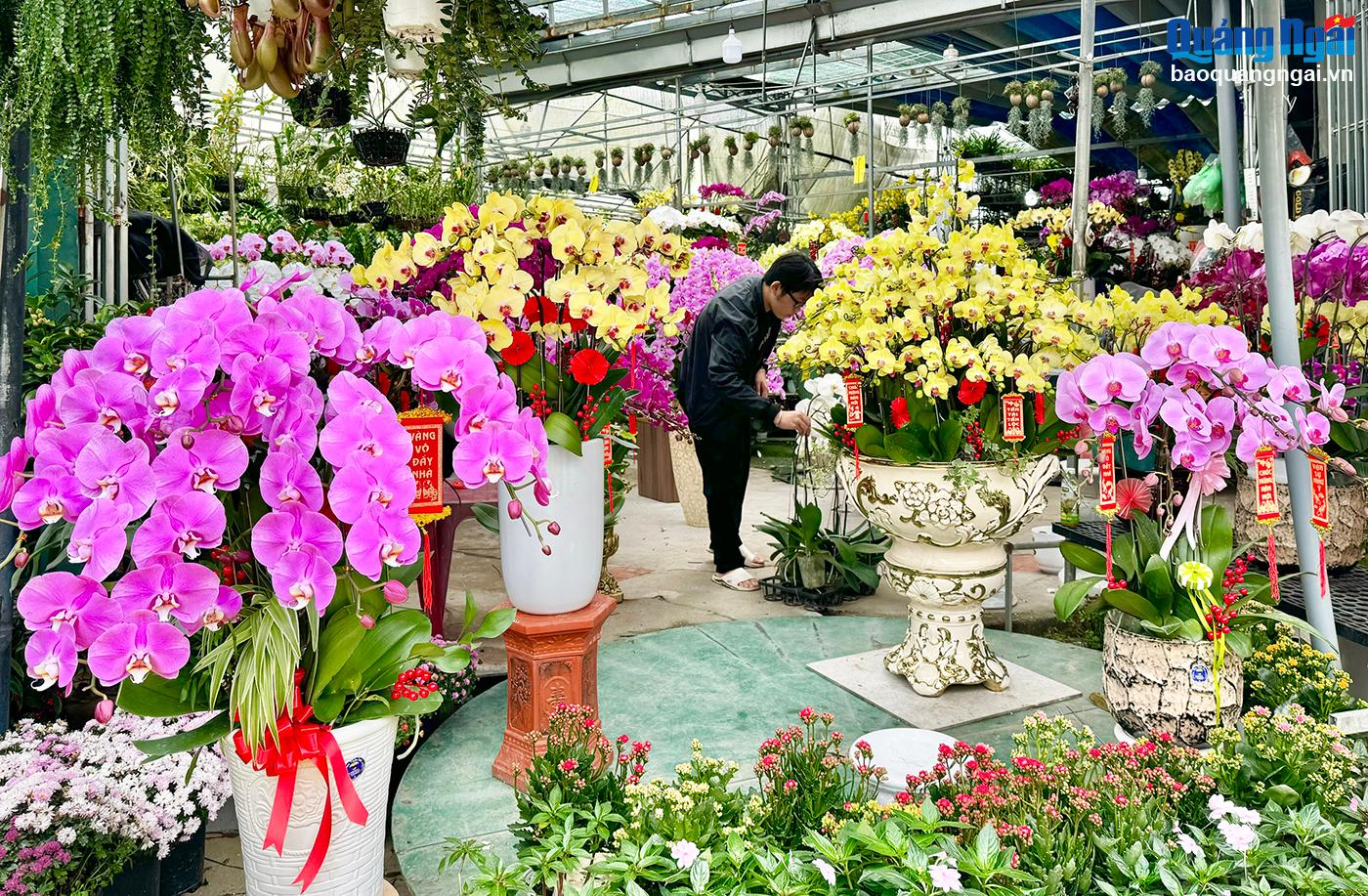 Nhộn nhịp thị trường hoa, cây cảnh đón Tết