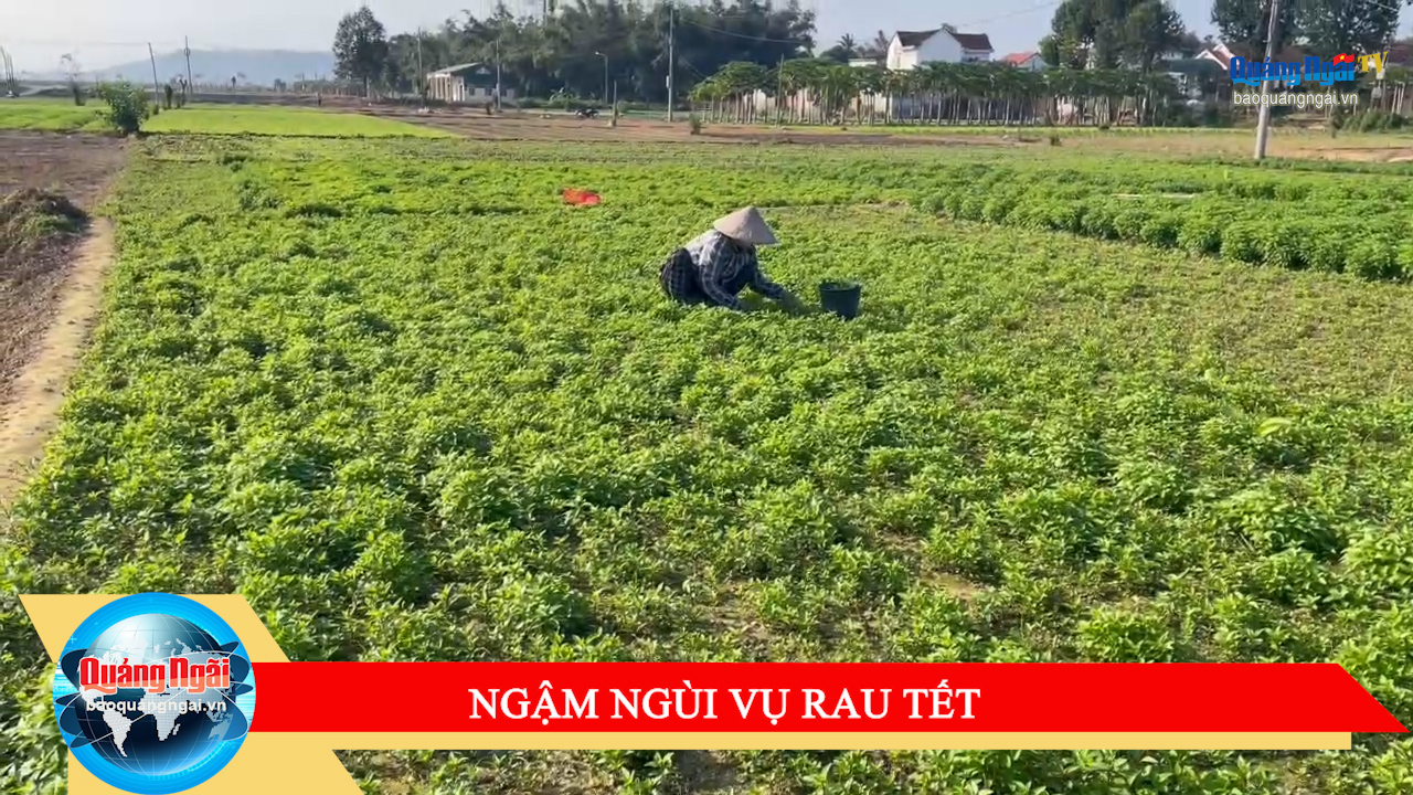 [Video]. Ngậm ngùi vụ rau Tết