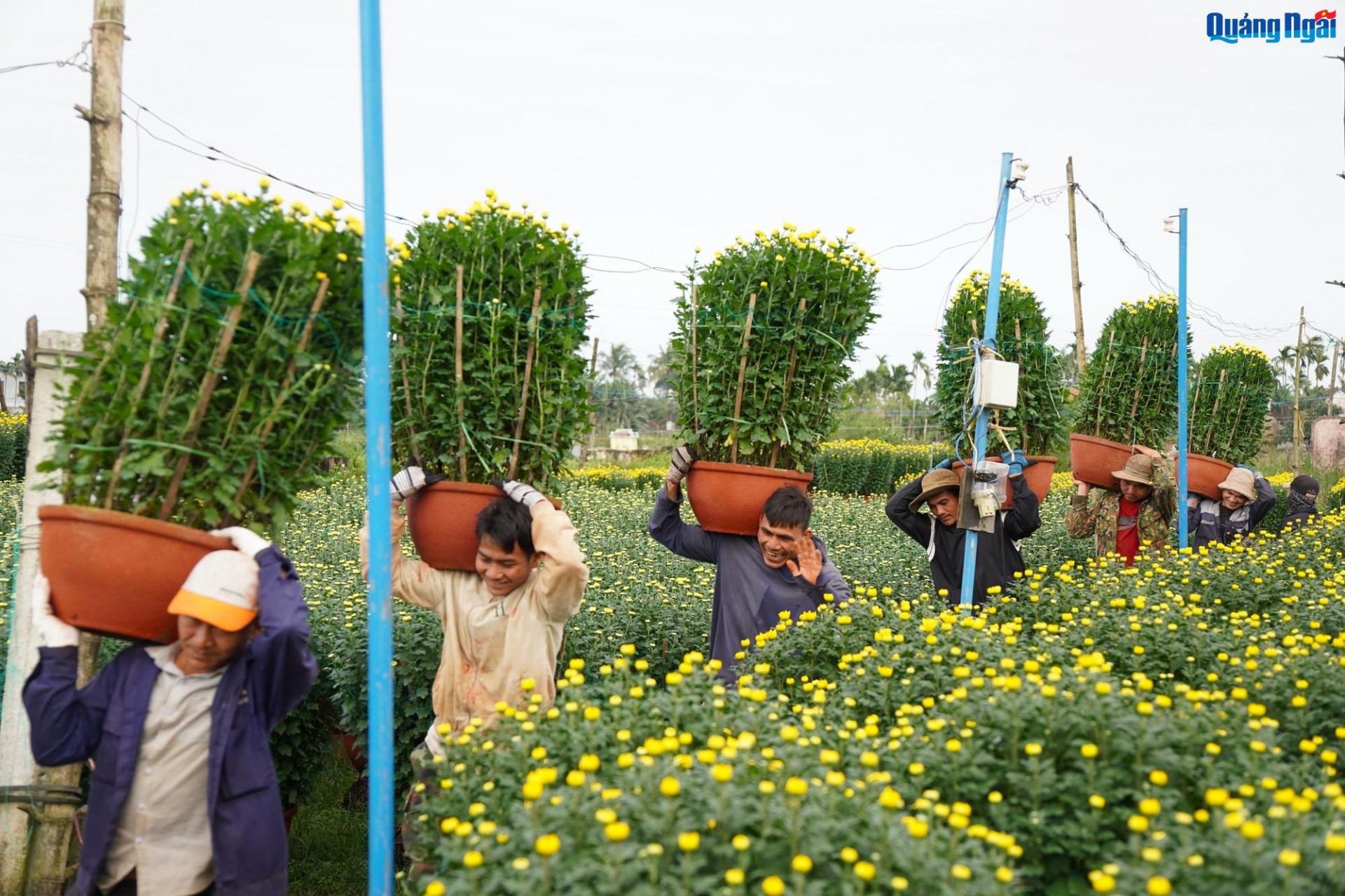 Làng hoa nhộn nhịp đón Tết