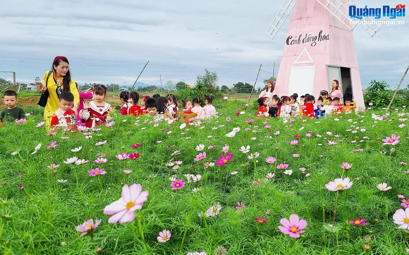 Cánh đồng hoa Nghĩa Hà mở cửa phục vụ du khách dịp Tết