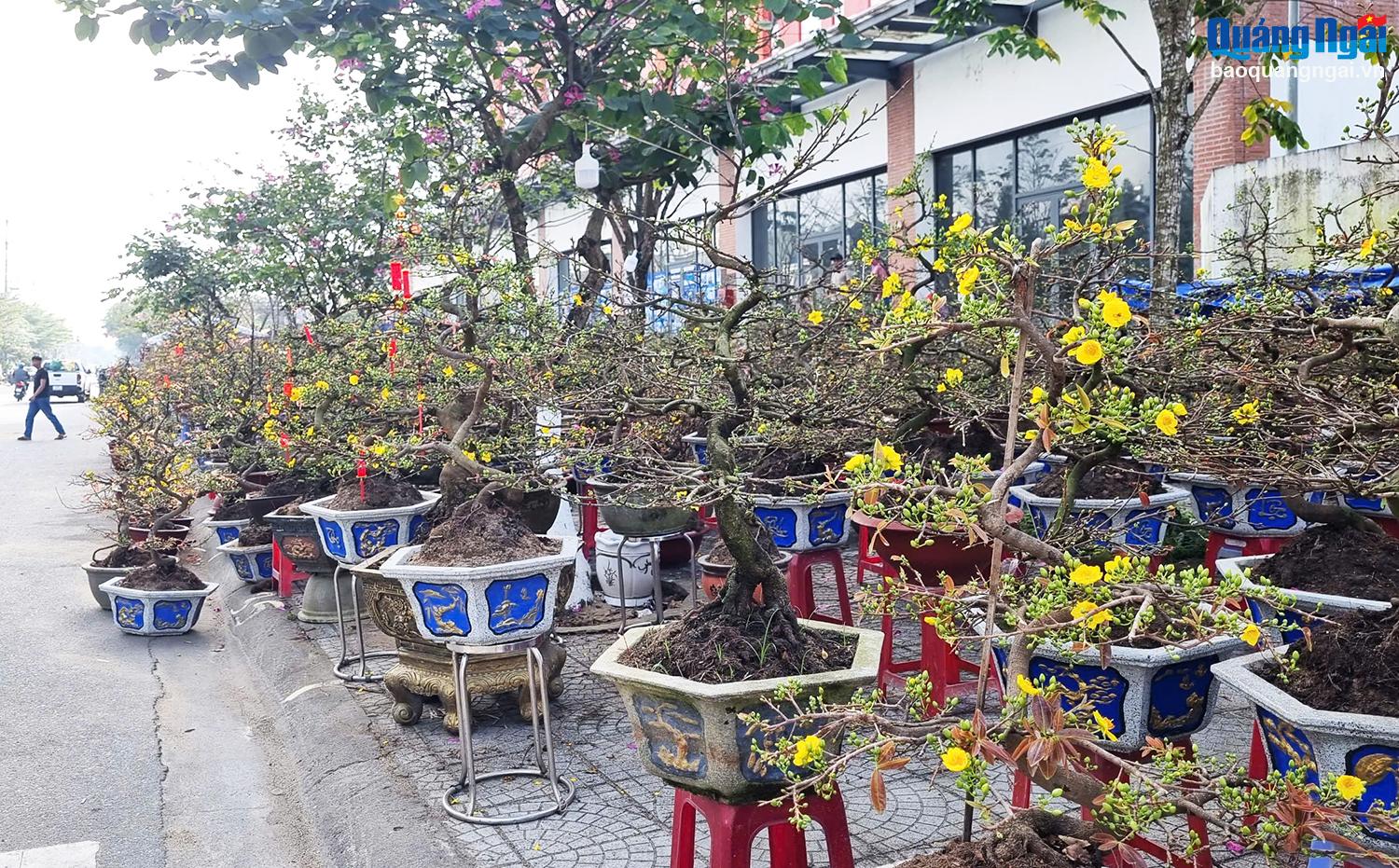 Chợ hoa xuân Quảng Ngãi vắng người mua