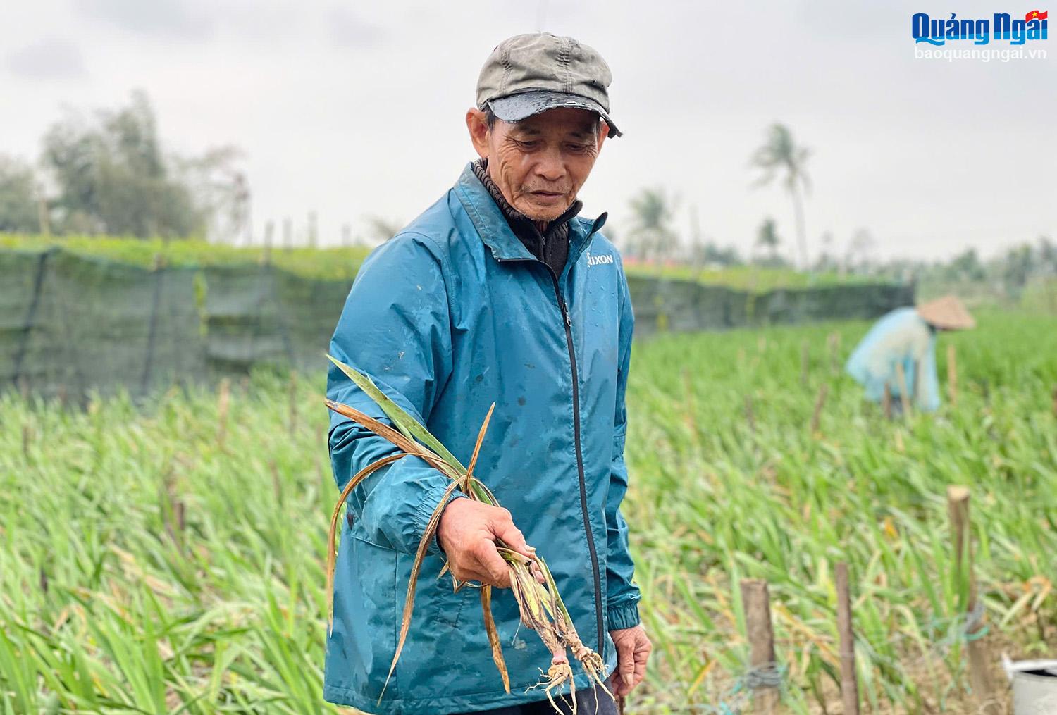 Người trồng hoa điêu đứng vì hoa lay ơn chết hàng loạt