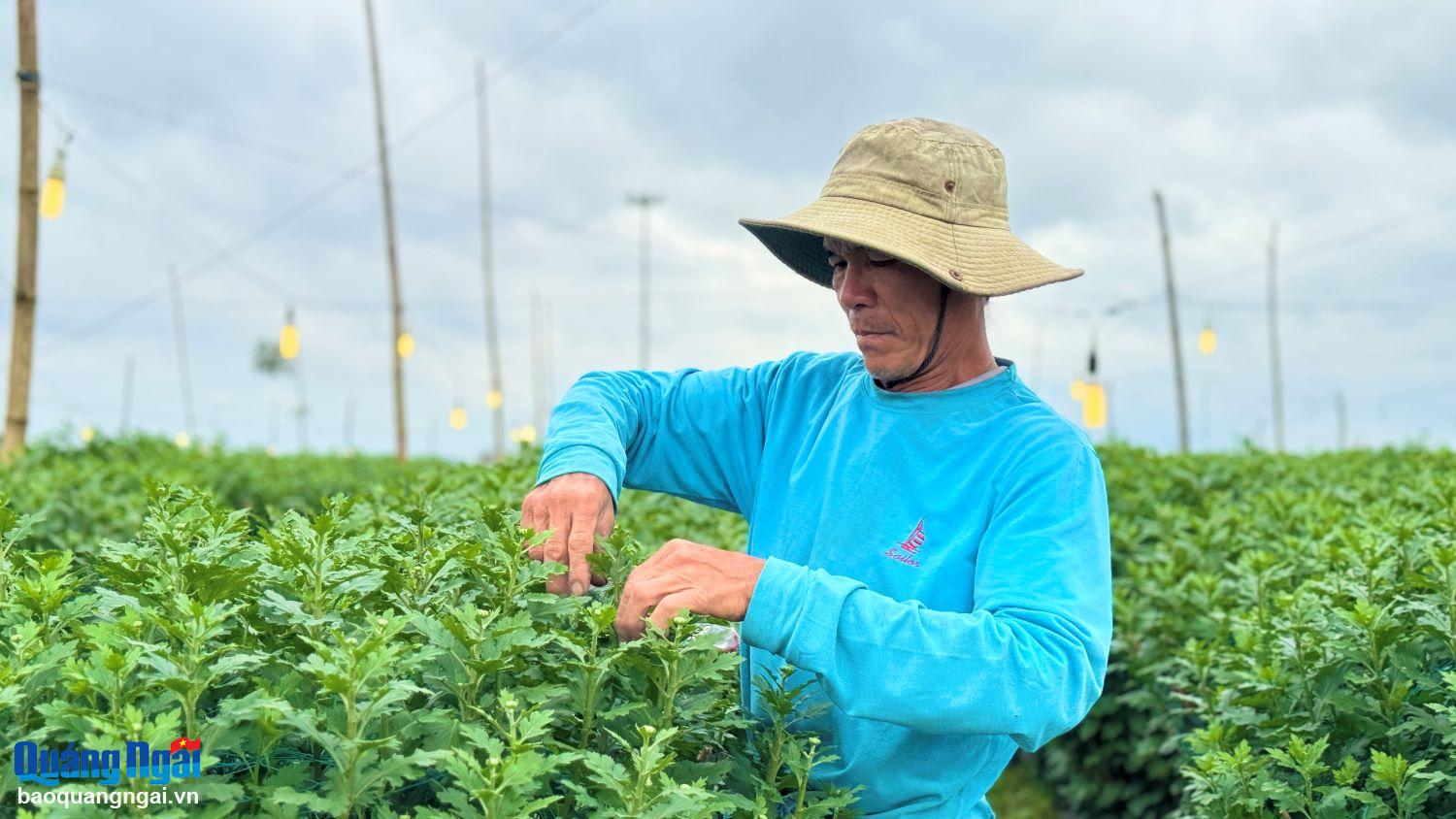 Nhà vườn trồng hoa Tết 