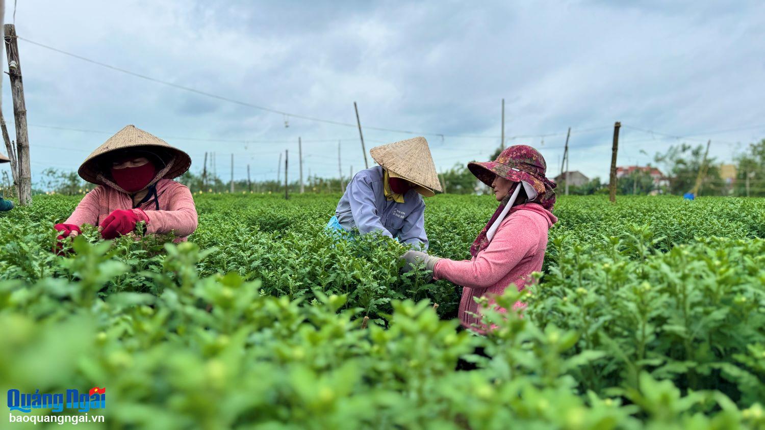 Nghề  “ngắt nụ, tuyển hoa” ở làng hoa