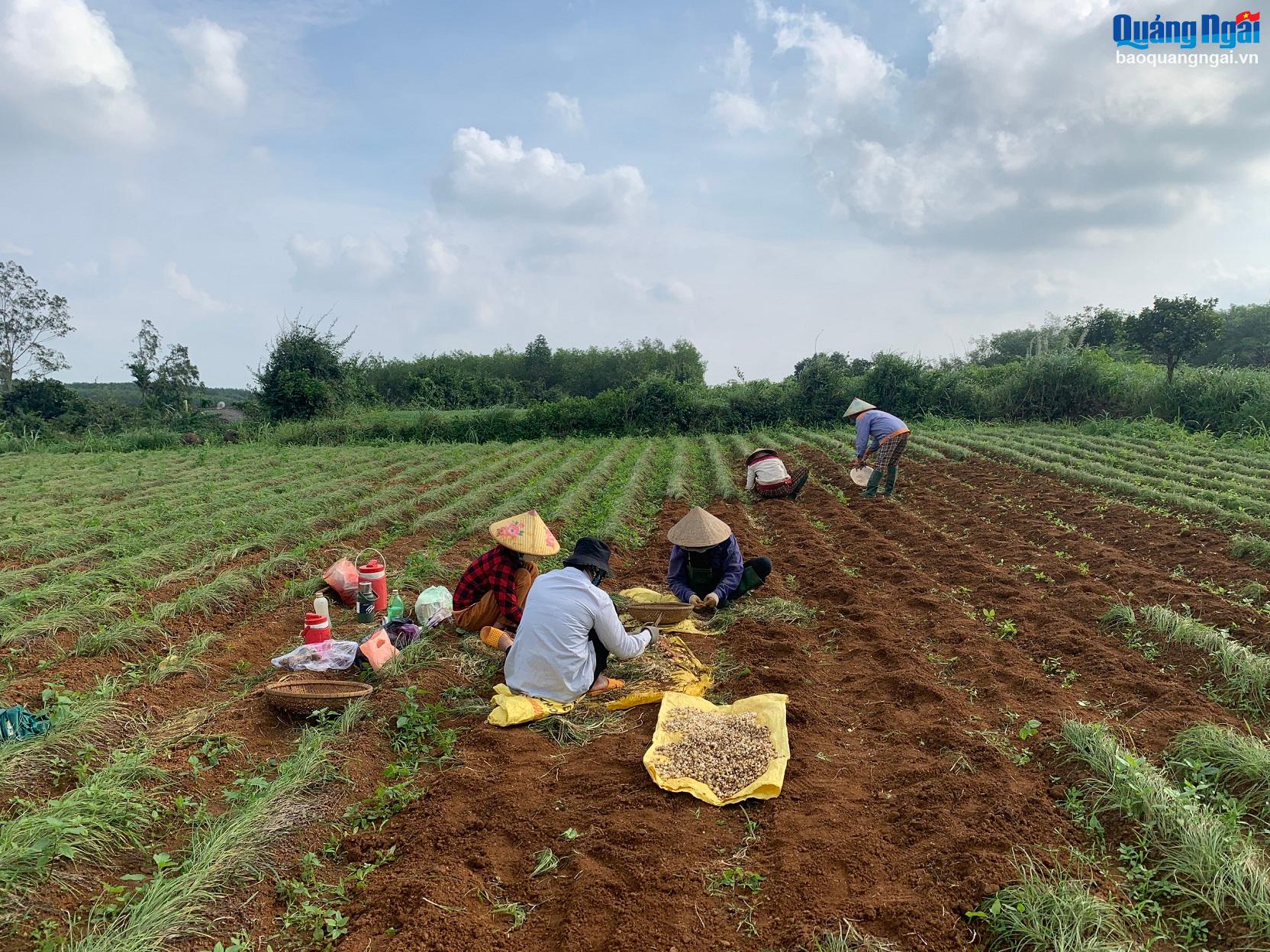 Nông dân thu hoạch nén những ngày cận Tết
