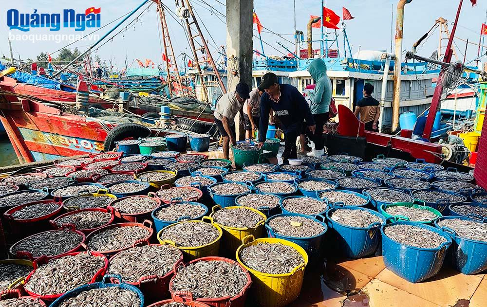 Cảng cá nhộn nhịp