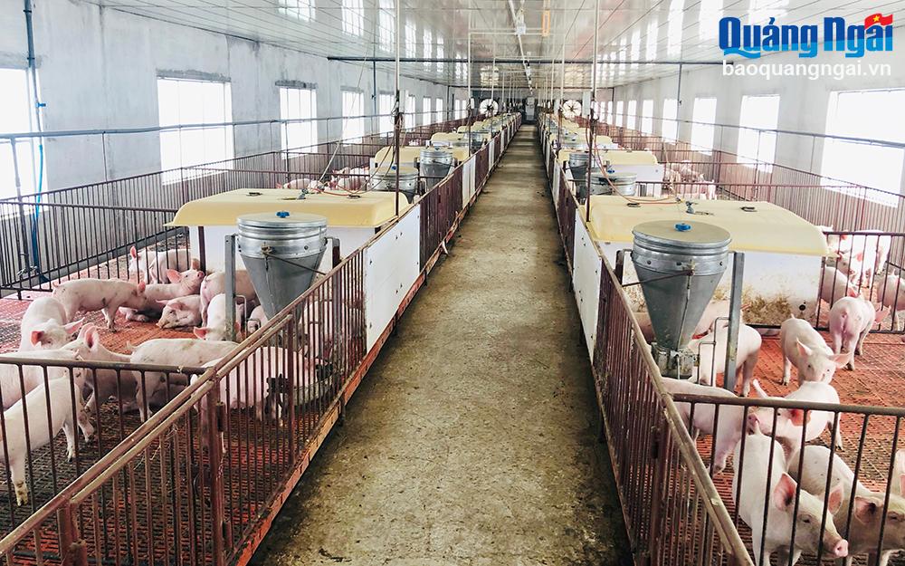 Phòng bệnh dịch tả heo Châu Phi: Cần chủ động tiêm phòng