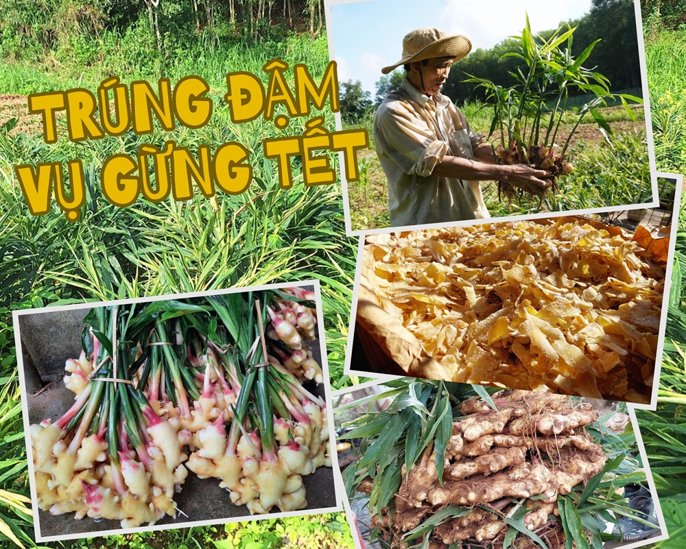 Nông dân trúng đậm mùa gừng Tết