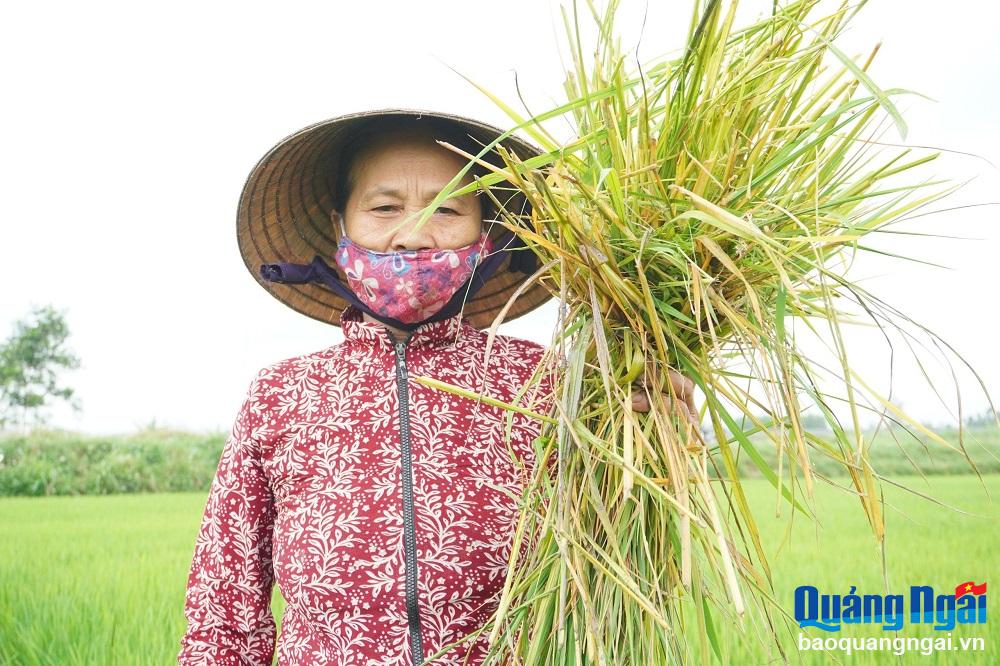 Chuột hoành hành vụ lúa đông xuân