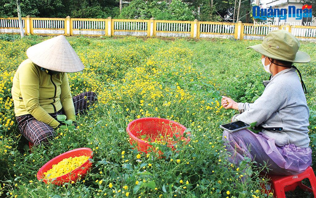 Những giấc mơ hoa