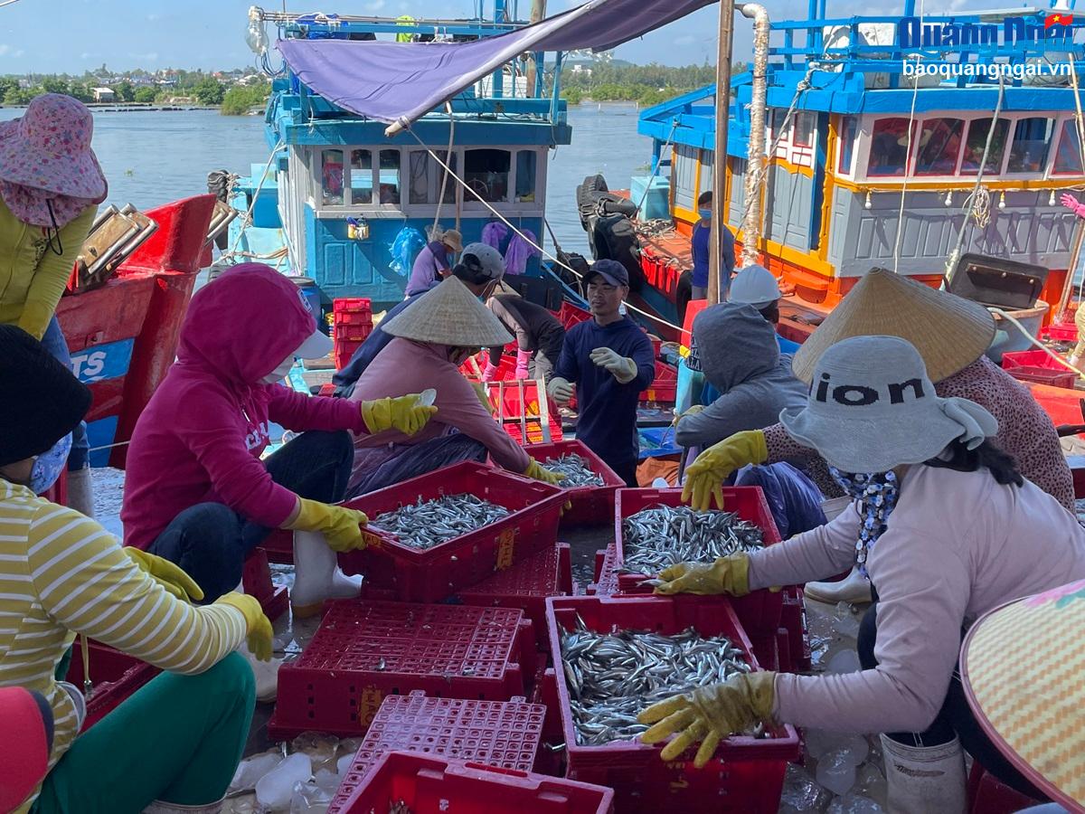 Ngư dân trúng đậm mùa cá cơm