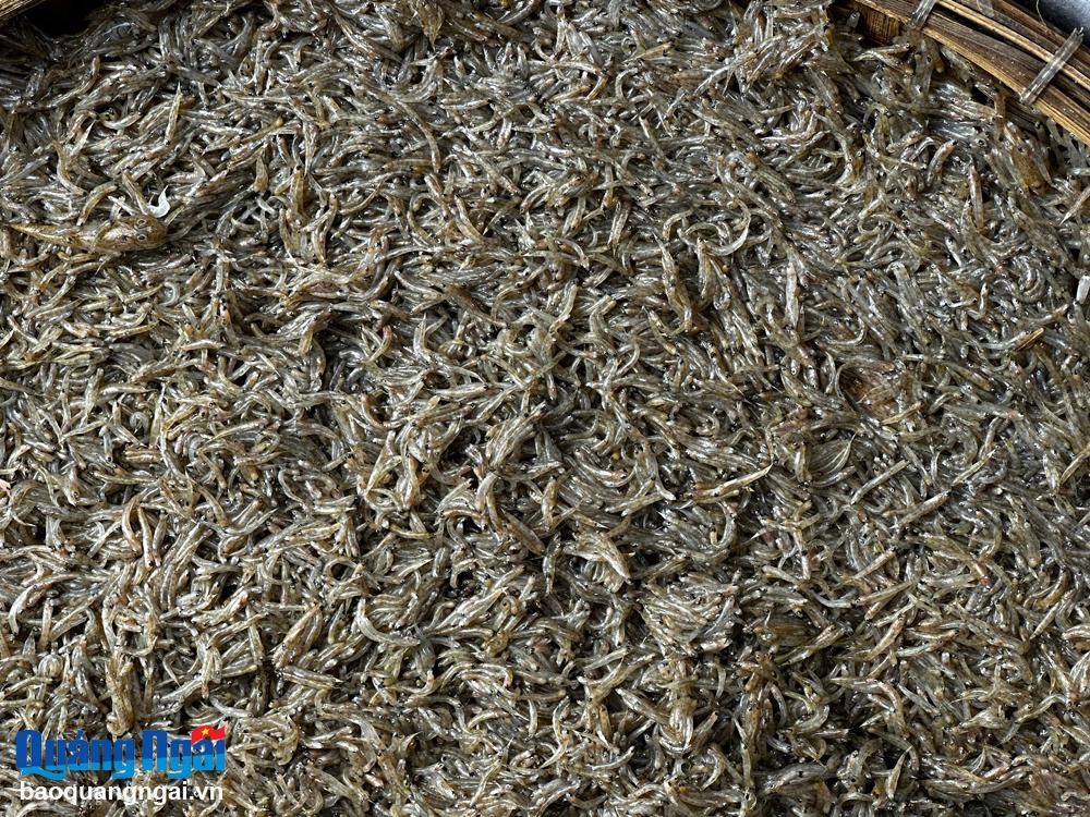 Sông Trà có cá thài bai