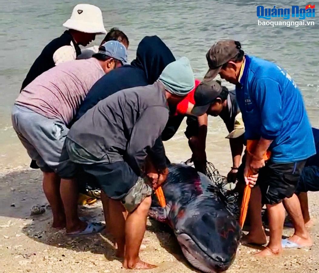 Cá voi nặng hơn 200 kg mắc cạn được người dân giải cứu