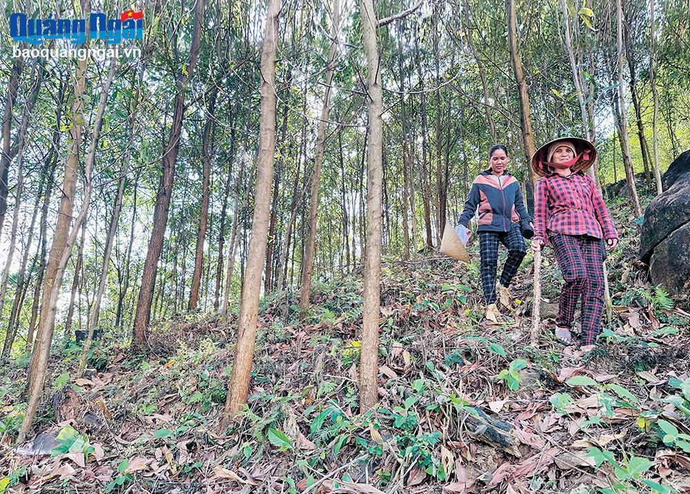 Xanh lại những cánh rừng