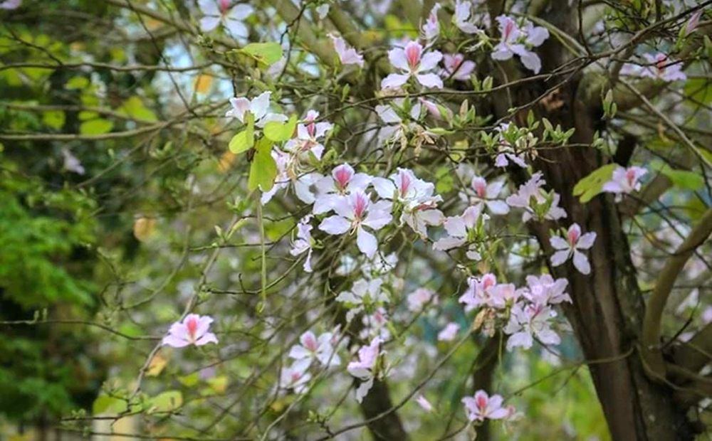 Điện Biên quảng bá du lịch qua cuộc thi ảnh “Lung linh miền hoa ban”