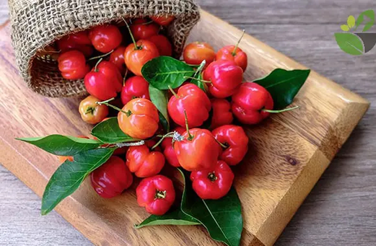 Loại quả có lượng vitamin C cao gấp nhiều lần cam chanh giúp chị em đẹp da, giữ dáng lại phòng nhiều bệnh tật