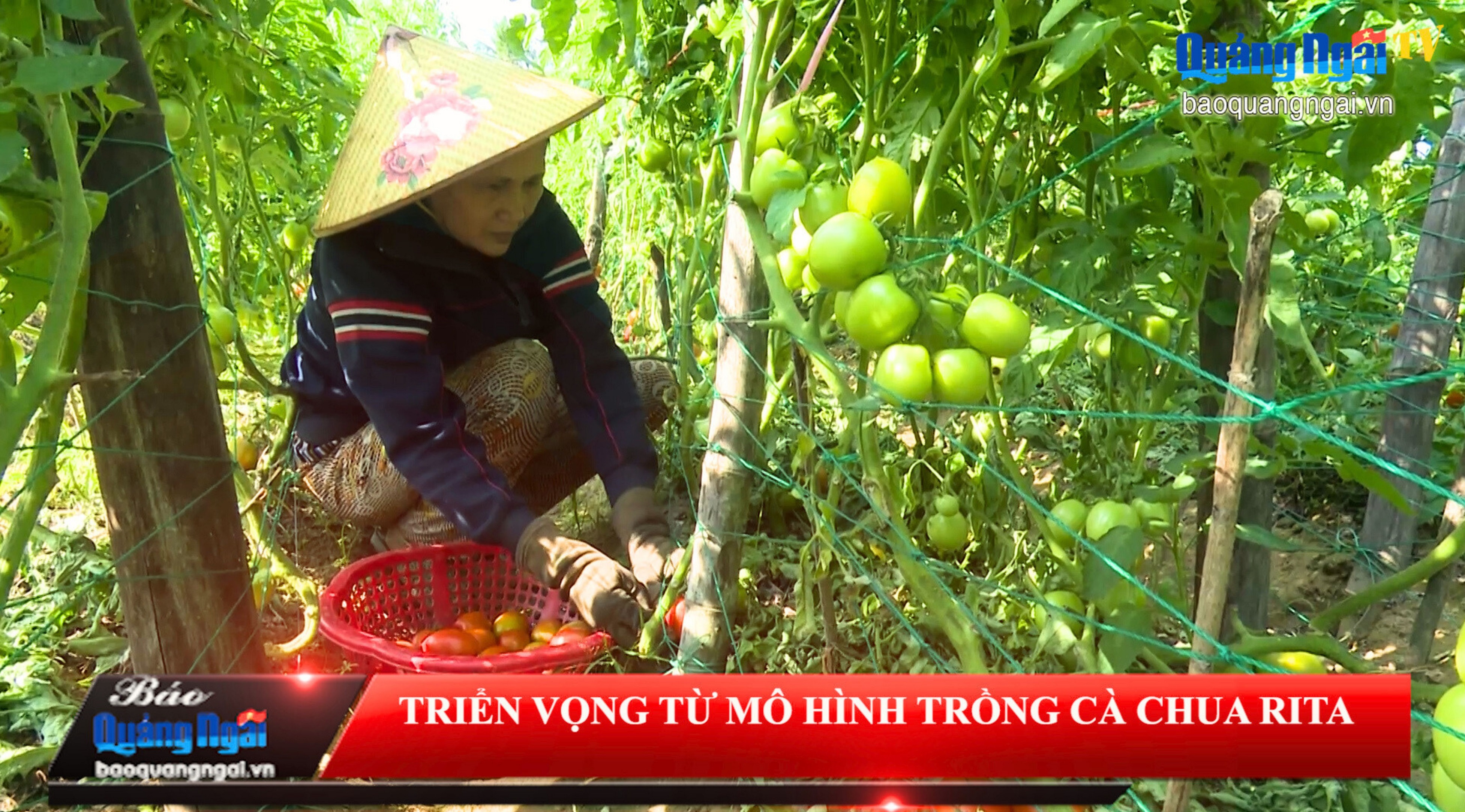 [Video]. Triển vọng từ mô hình trồng cà chua Rita