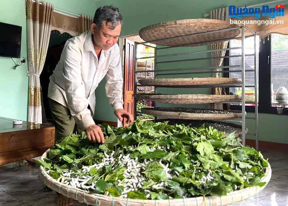 Thu nhập ổn định từ nghề trồng dâu, nuôi tằm