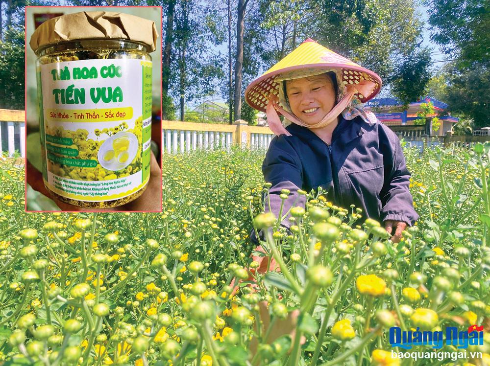 Trồng hoa cúc làm trà