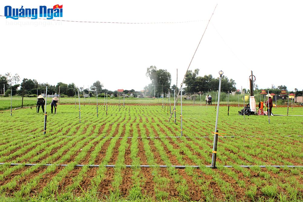 Màu xanh trên vùng đất cát