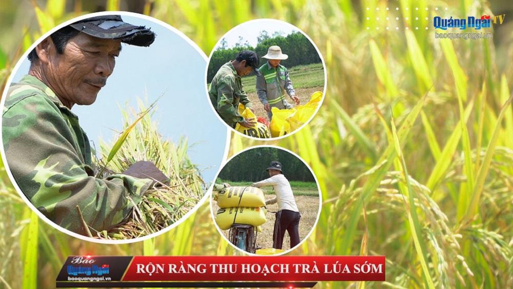 Video: Rộn ràng thu hoạch trà lúa sớm