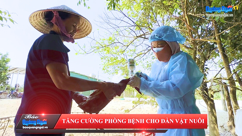 [Video]. Tăng cường phòng bệnh cho đàn vật nuôi