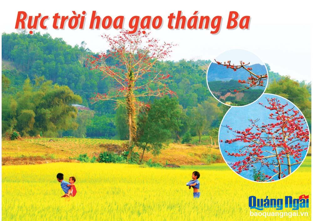Rực trời hoa gạo tháng Ba