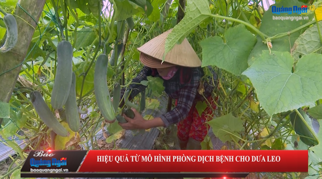 Video: Hiệu quả từ mô hình phòng dịch bệnh cho dưa leo