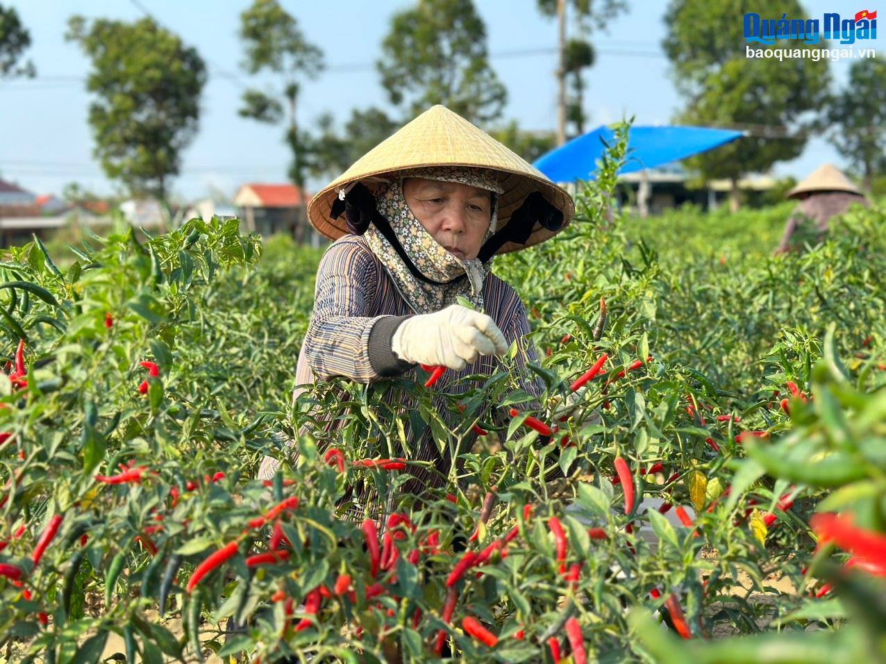Video: Nông dân điêu đứng vì ớt rớt giá 