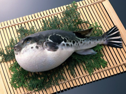 Không nên ăn cá nóc!