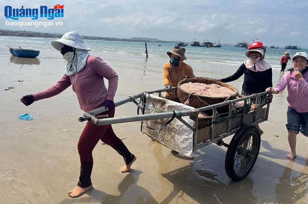 Ngư dân vùng bãi ngang trúng mùa ruốc biển