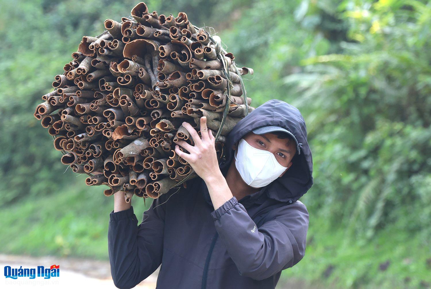 Ngát thơm hương quế Trà Bồng