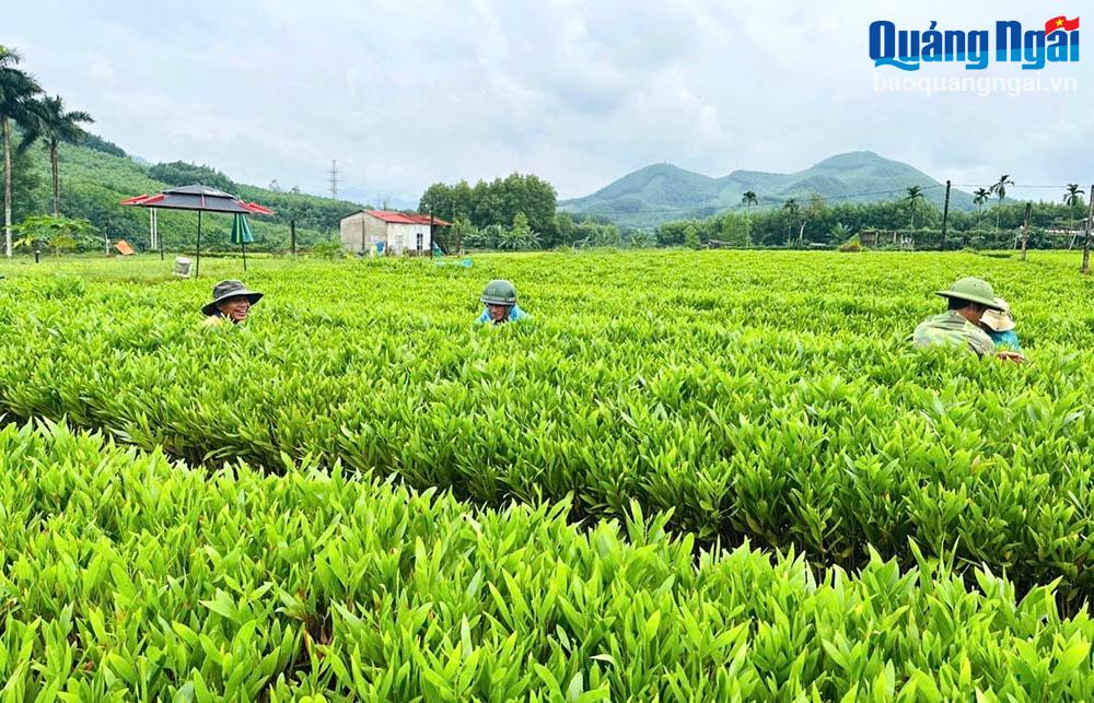 Sắp xếp, đổi mới hoạt động công ty nông, lâm nghiệp